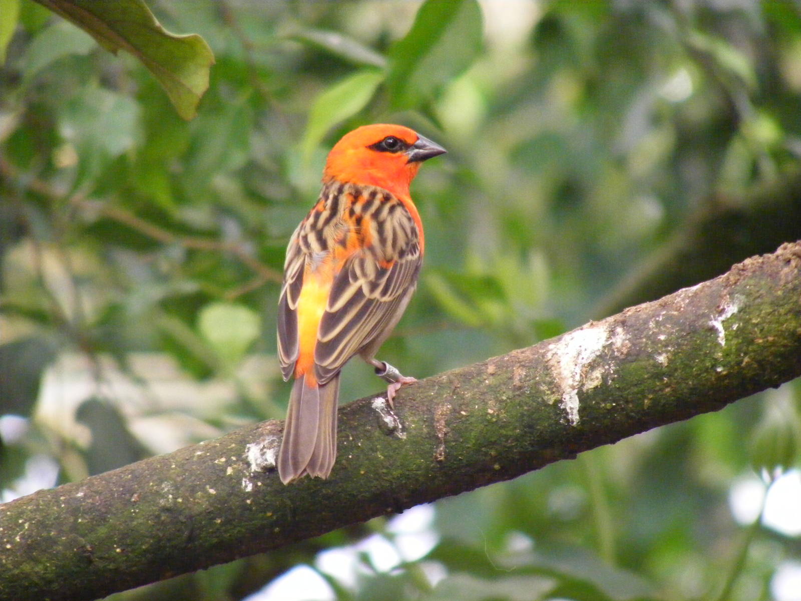 Fody at Amazon World, 5 April 2010