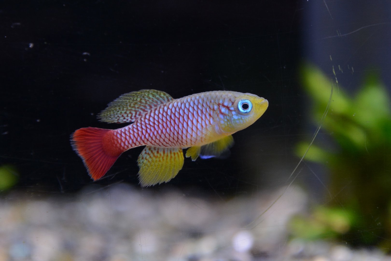 Foersch' killifish (Nothobranchius foerschi)