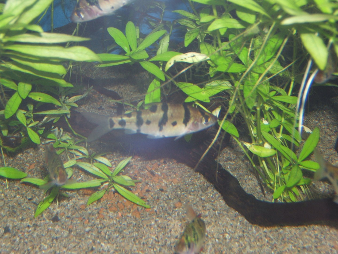 Foersch`s Barb (Desmopuntus foerschi)