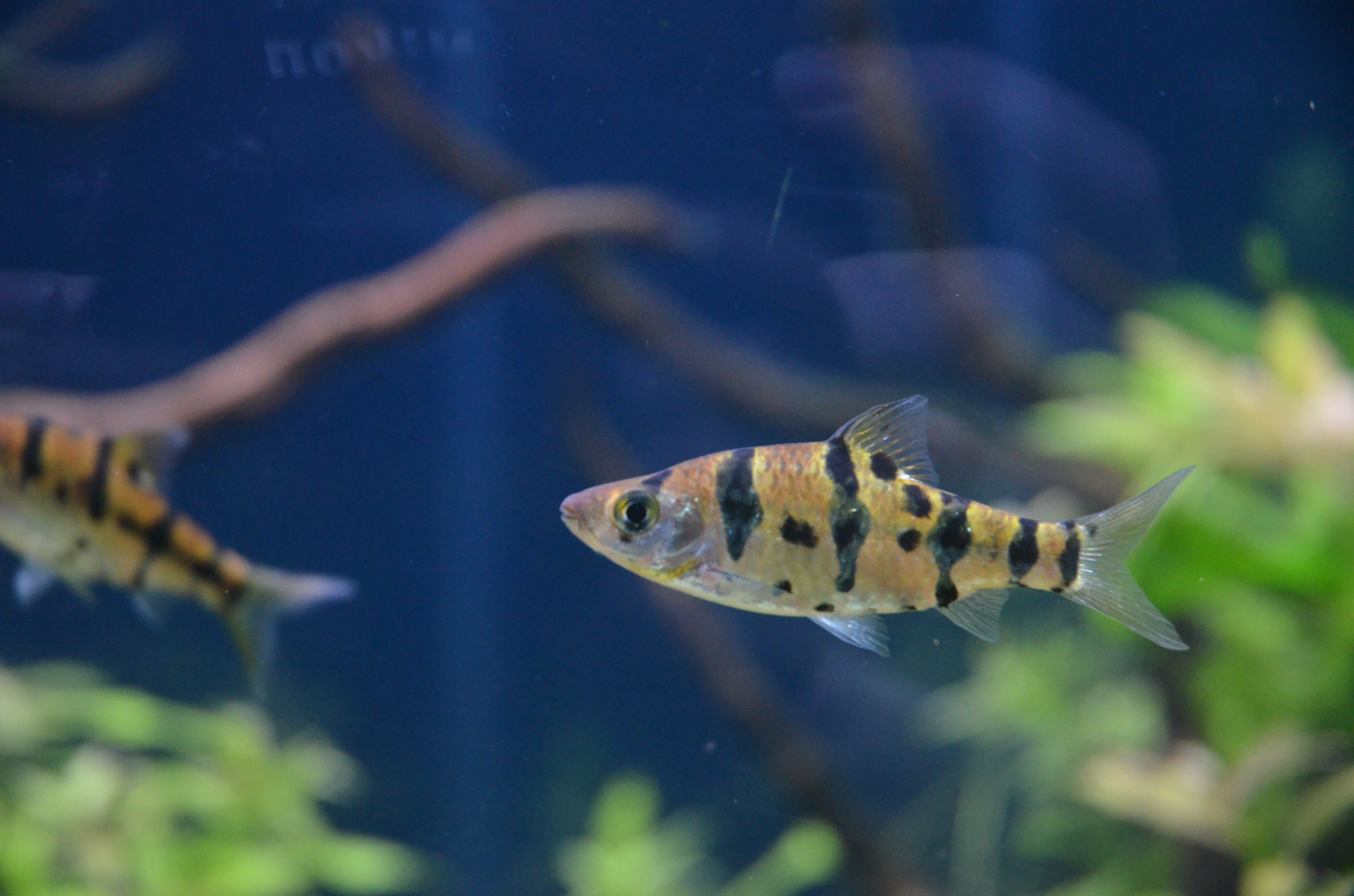 Foersch's Barb at Chester, 04/03/17