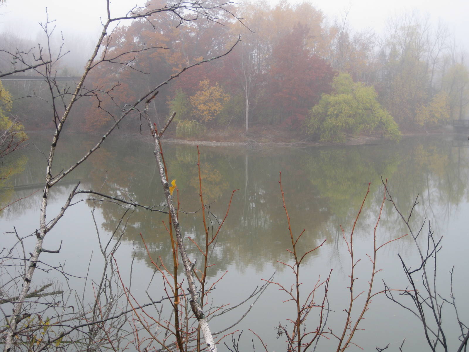 Foggy Day at the Zoo