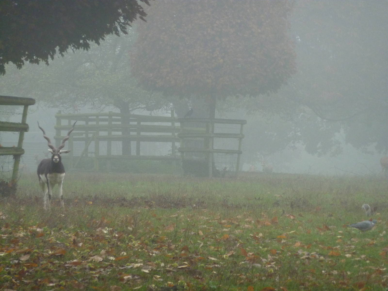 Foggy deer park, 23rd October 2012.