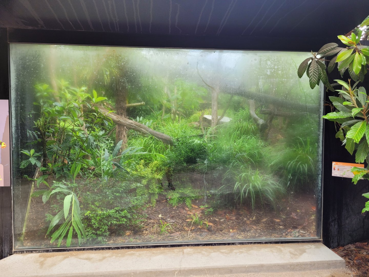Foggy Fossa viewing area -Parc Zoologique de Paris (2022)