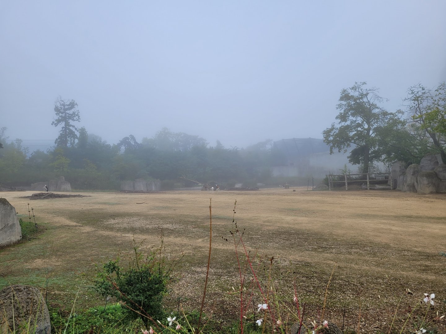 Foggy savanna -Parc Zoologique de Paris (2022)
