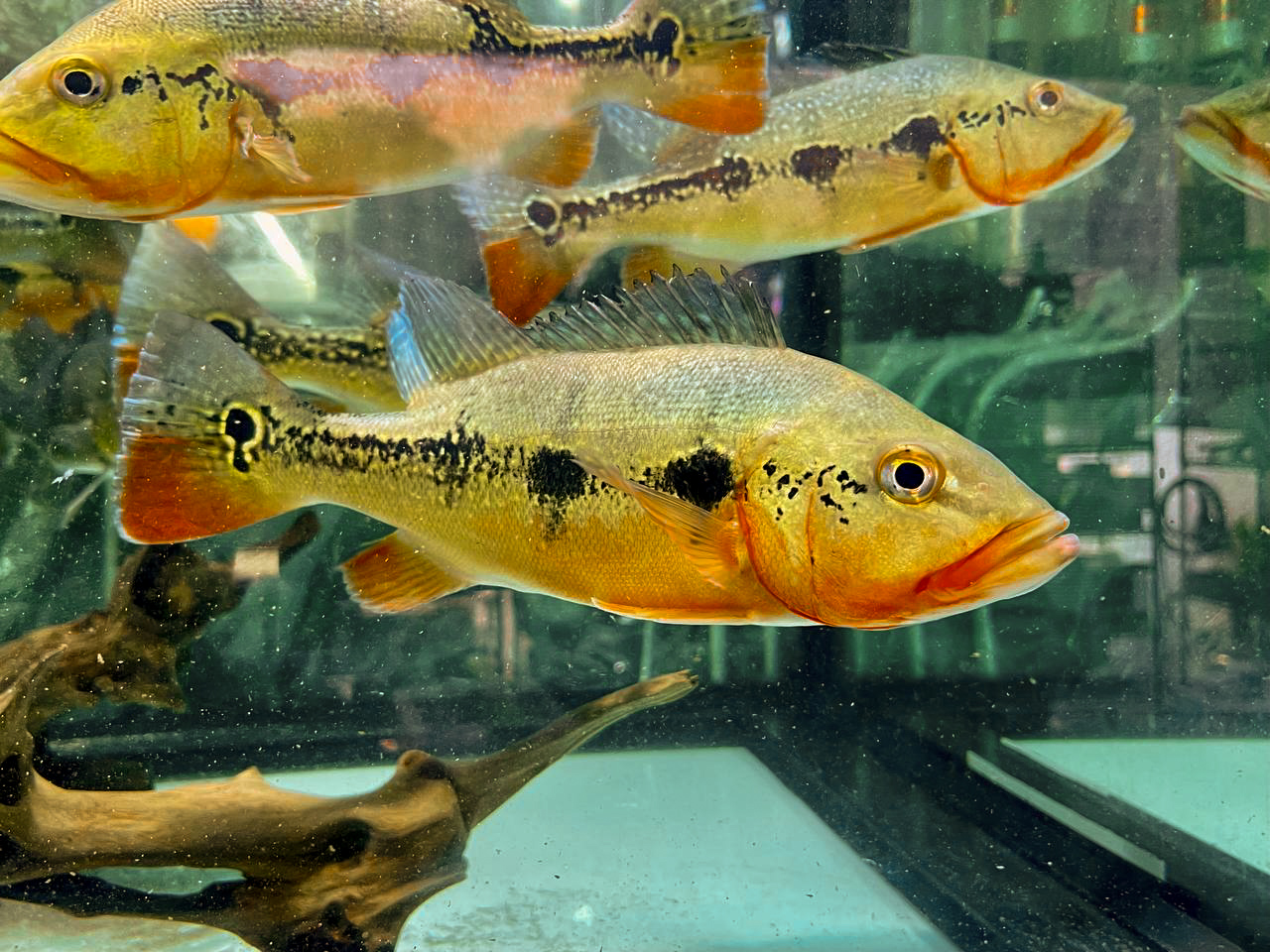 Fogo Peacock Bass (Cichla mirianae)