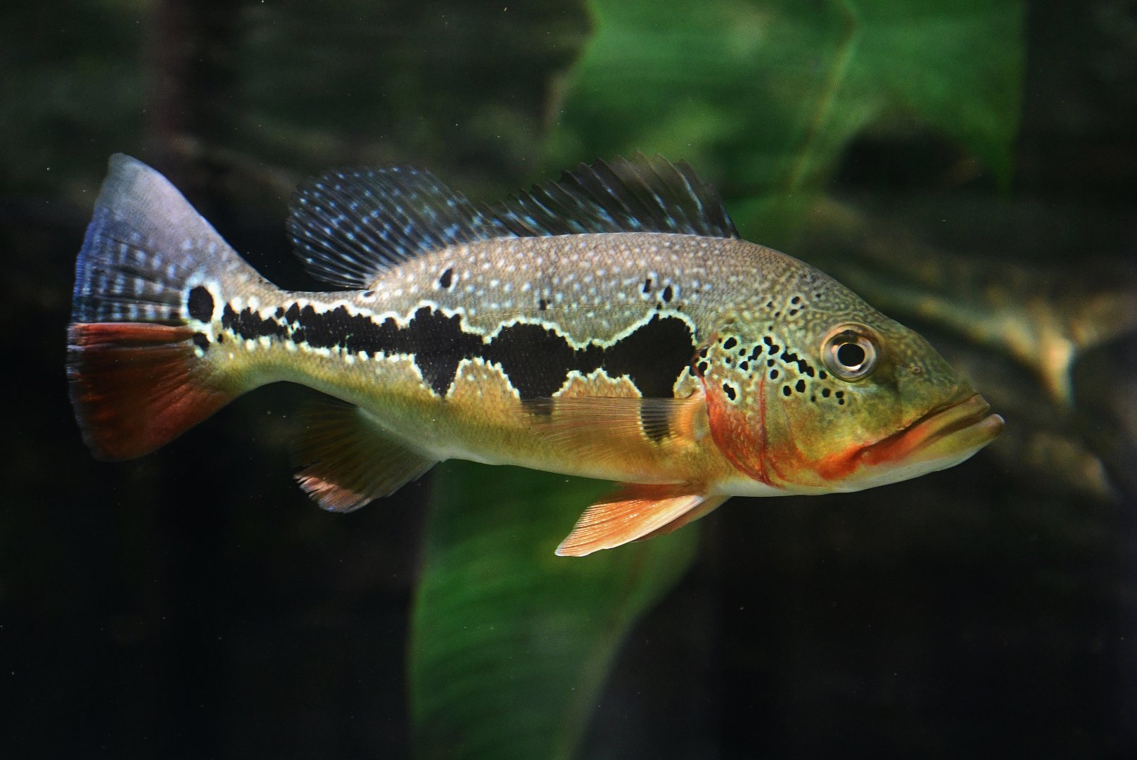 Fogo Peacock Bass (Cichla mirianae)