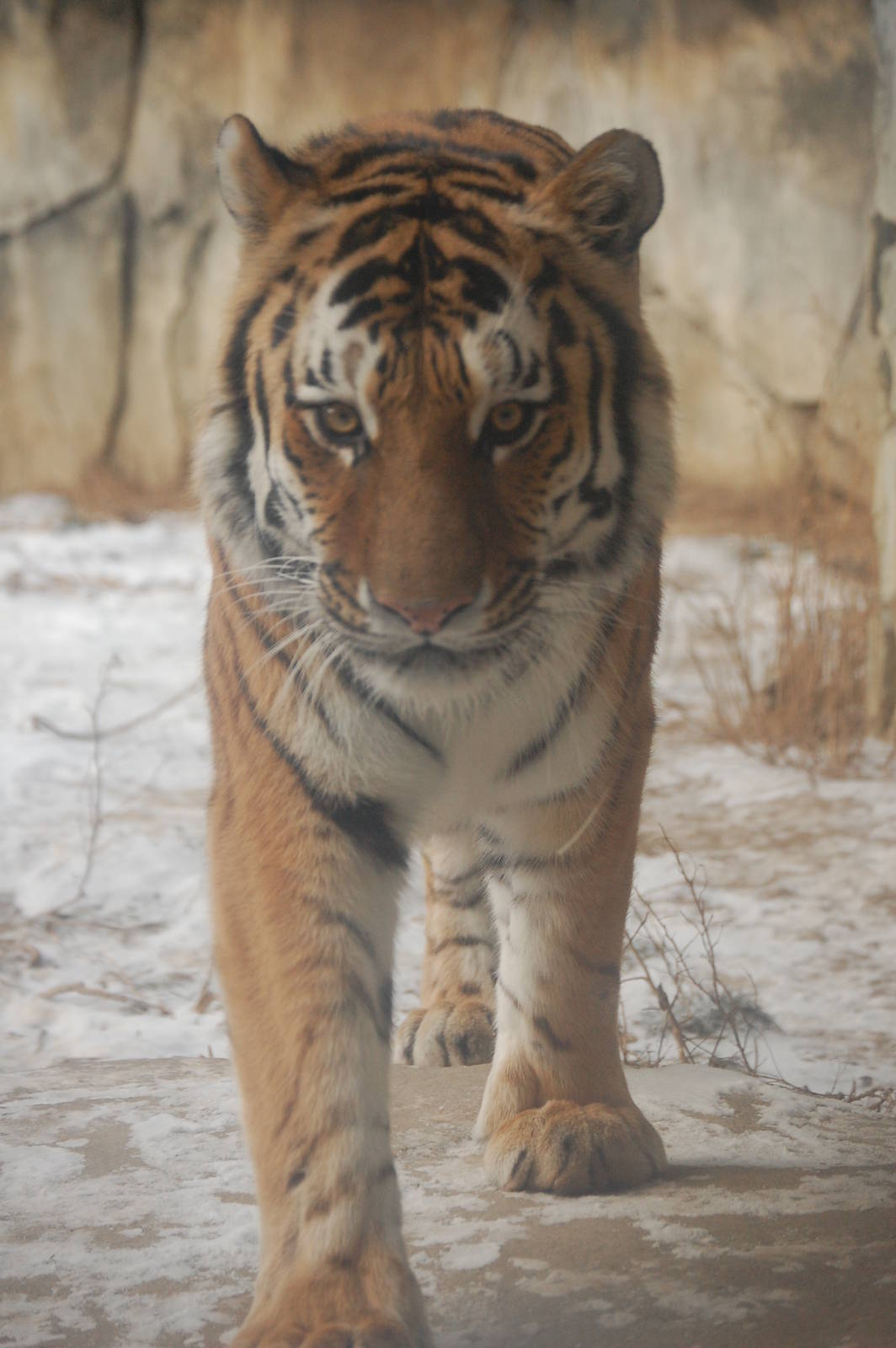 Foli - Amur Tiger (Jan 2010)
