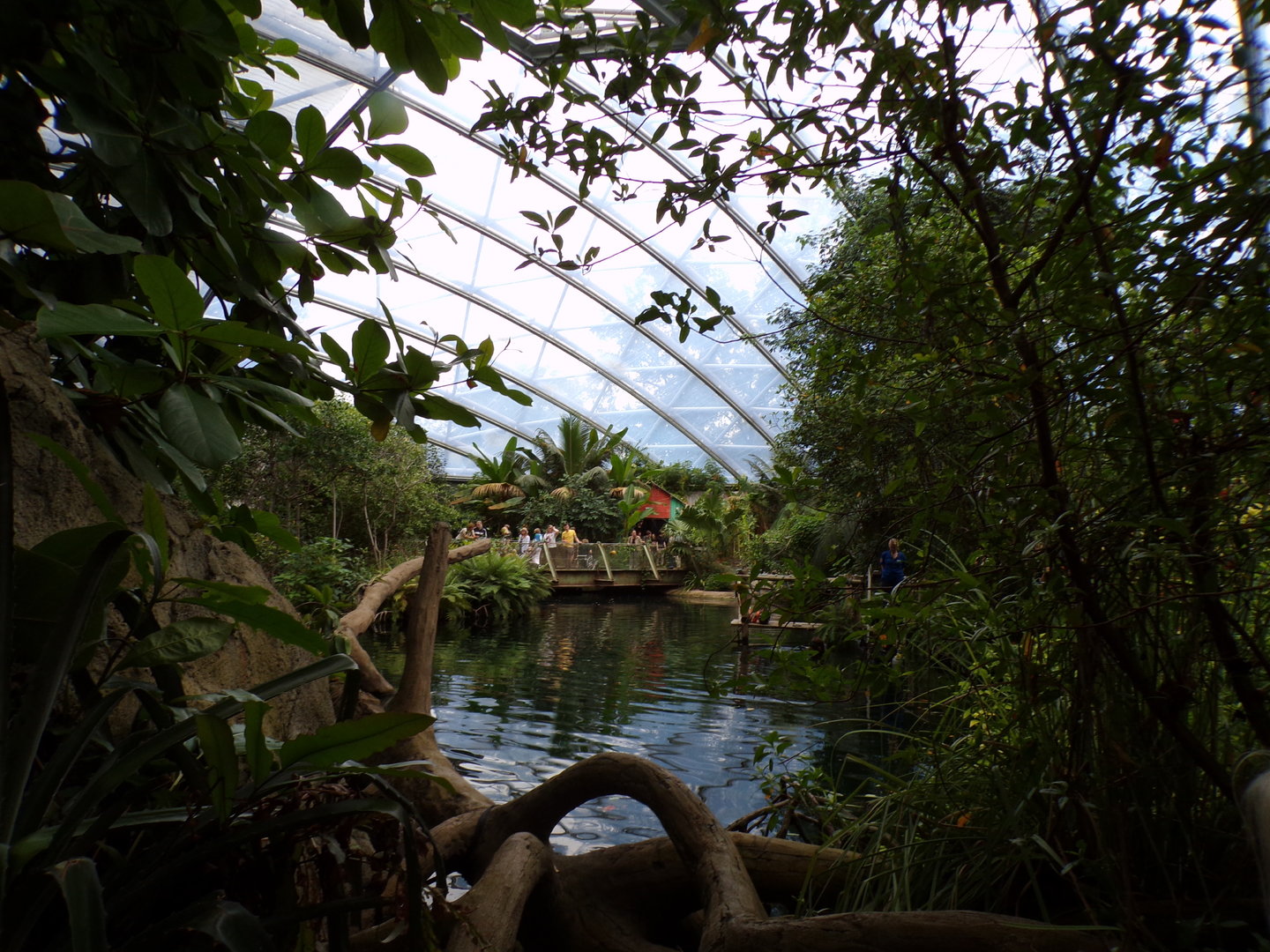 Foliage and Manatee pool in the Mangrove 6.7.23