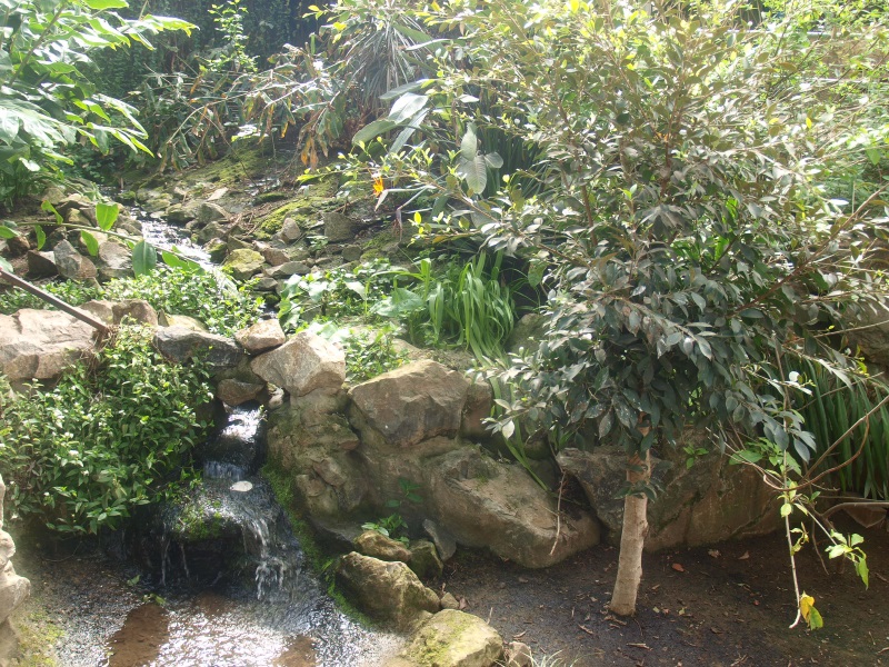 Foliage and stream (April 19th, 2015)