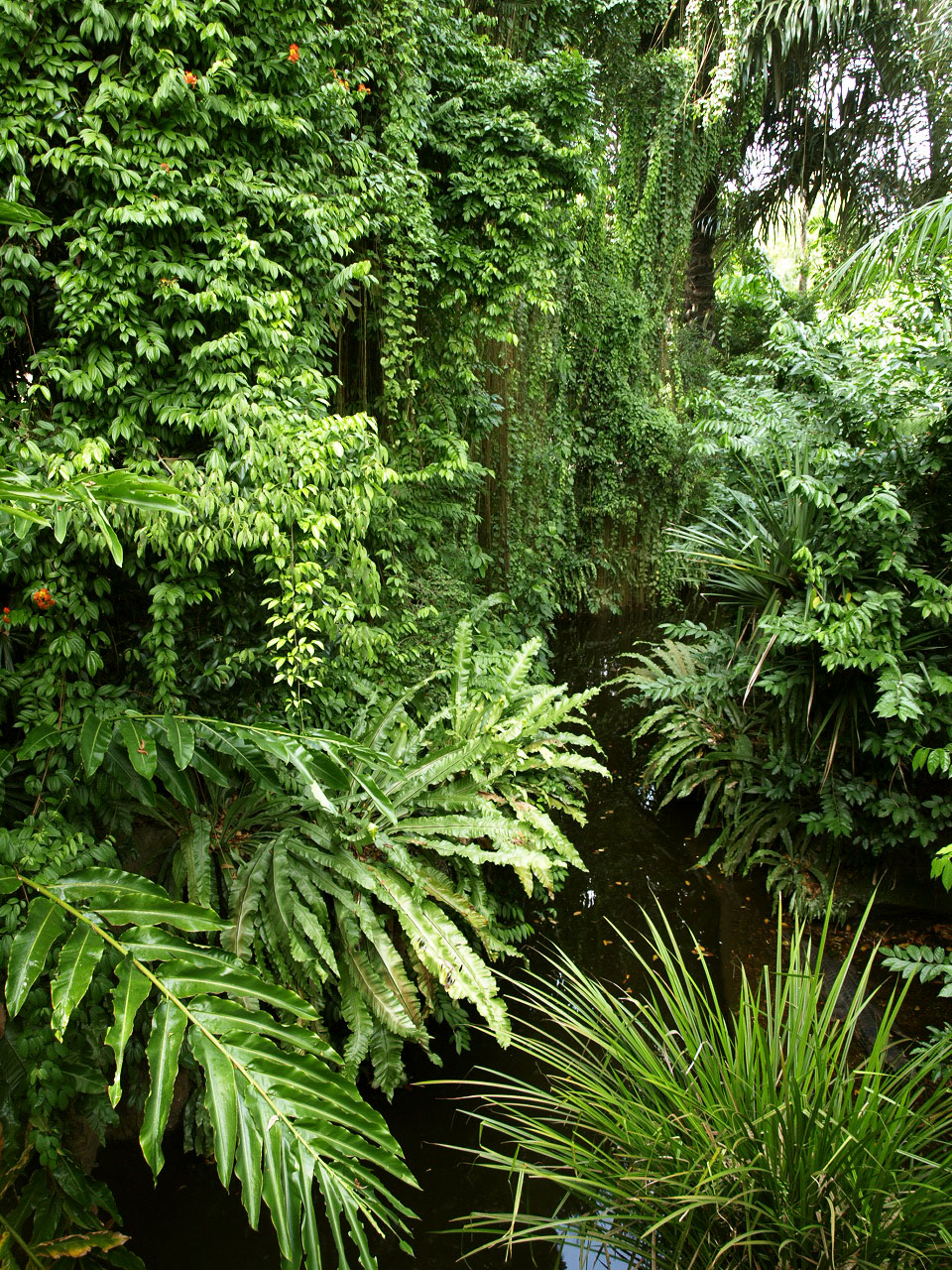 Foliage around false gharial exhibit