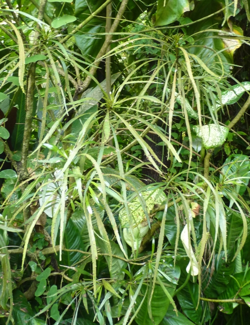 Foliage flower (Phyllanthus angustifolius)
