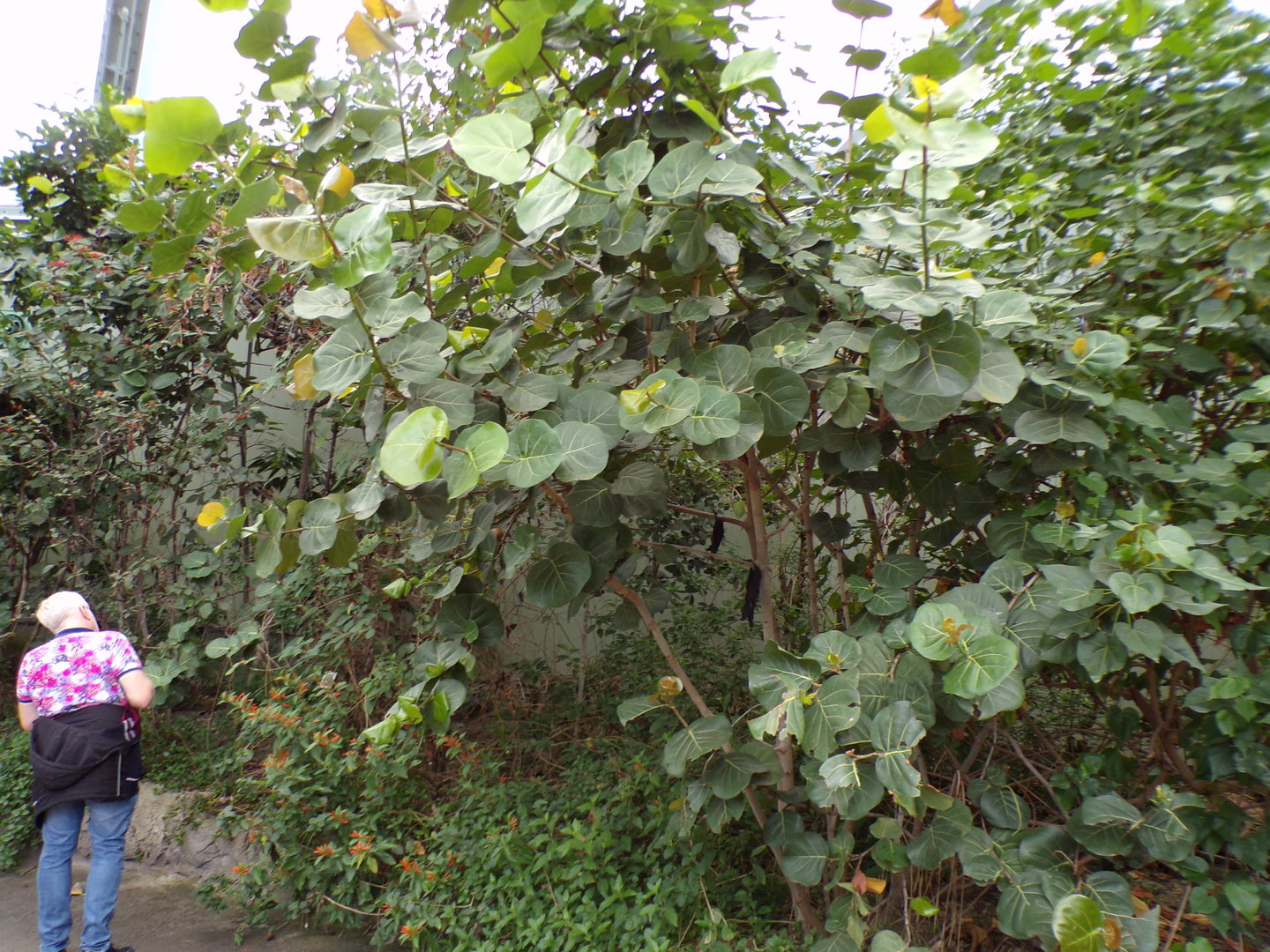 Foliage in the Mangrove 6.7.23