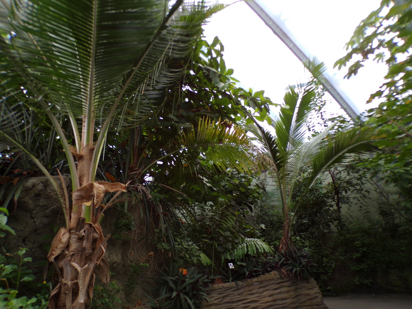 Foliage in the Mangrove 6.7.23