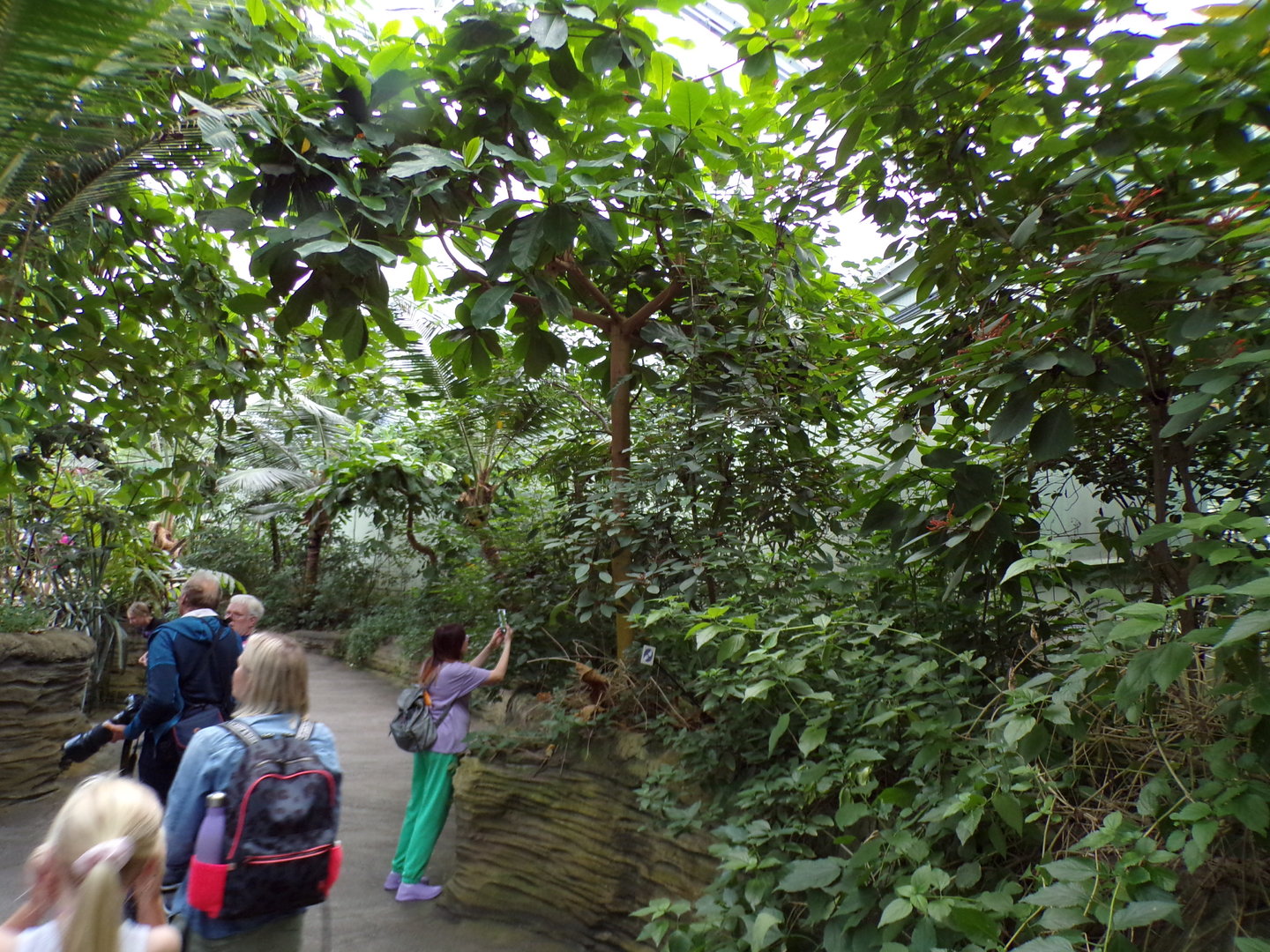 Foliage in the Mangrove 6.7.23