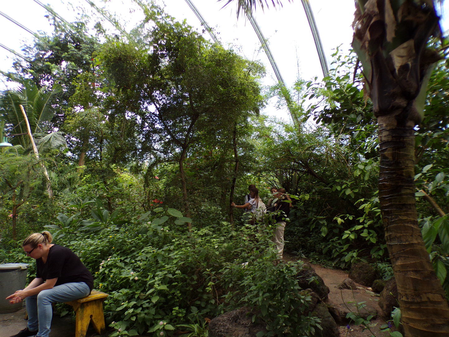 Foliage in the Mangrove 6.7.23