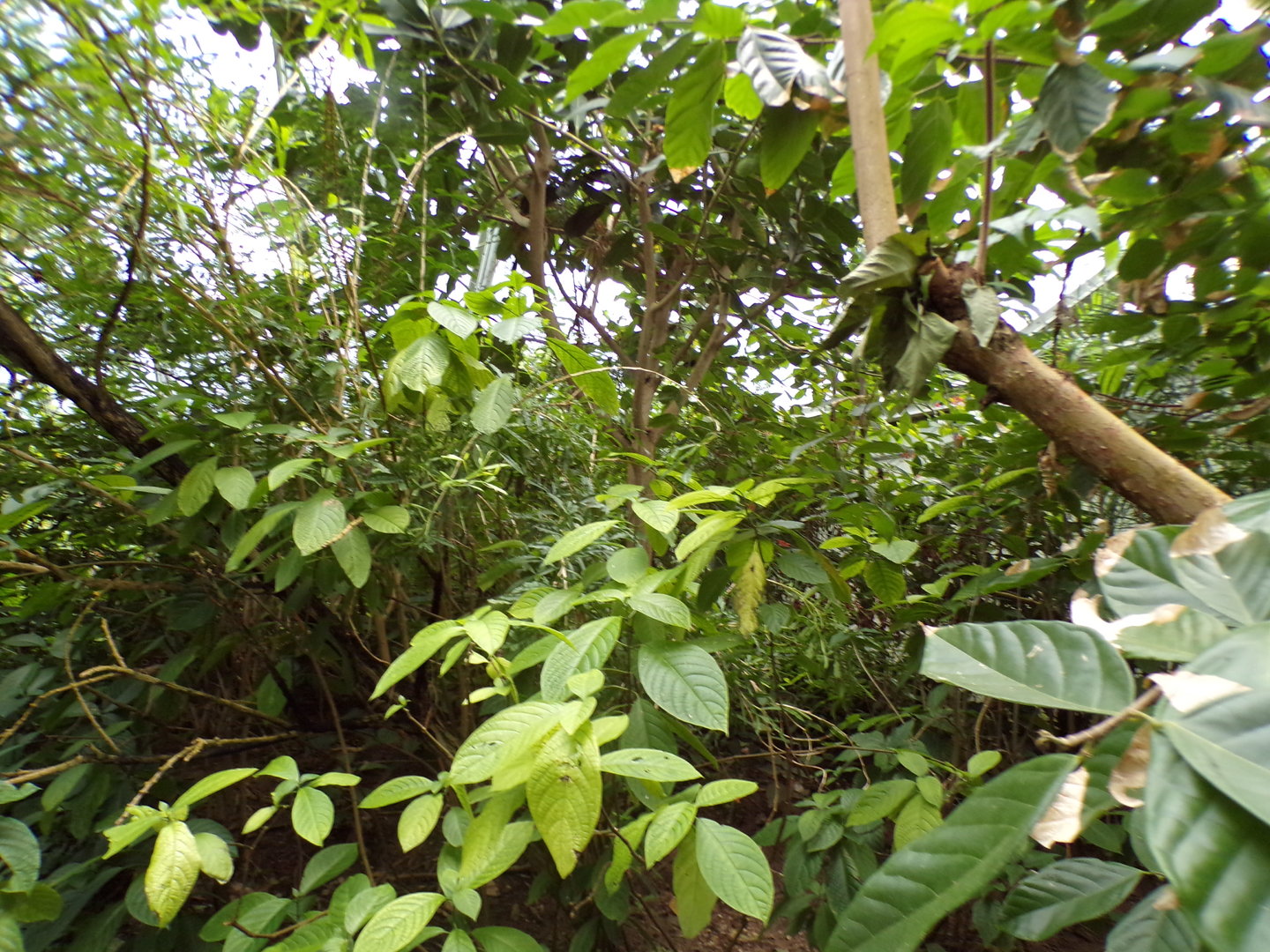Foliage in the Mangrove 6.7.23