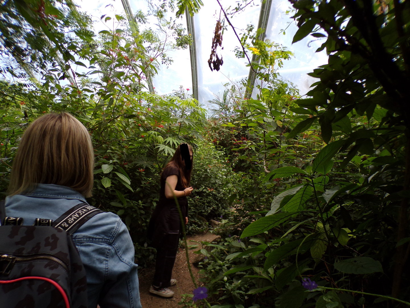 Foliage in the Mangrove 6.7.23