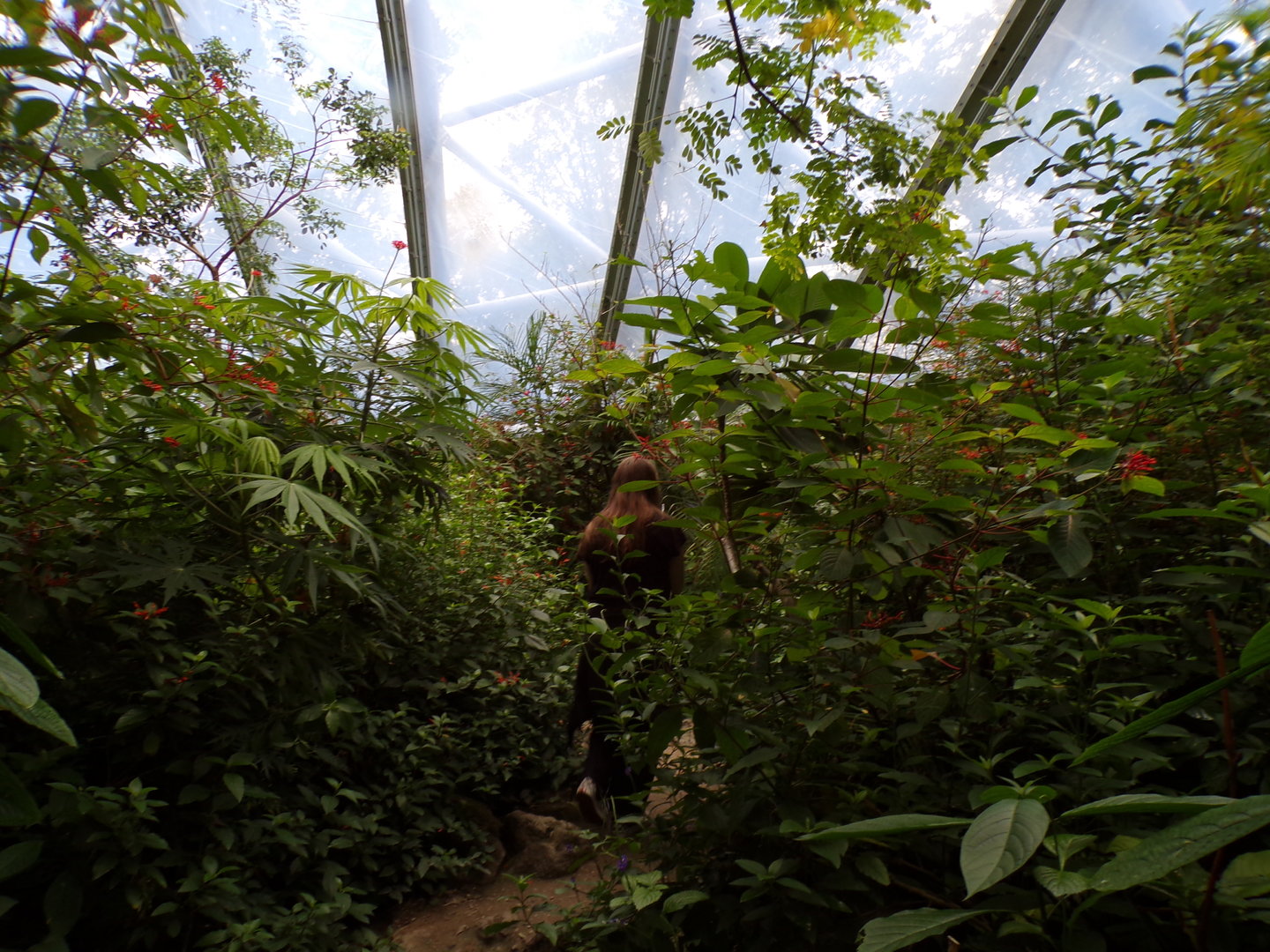 Foliage in the Mangrove 6.7.23