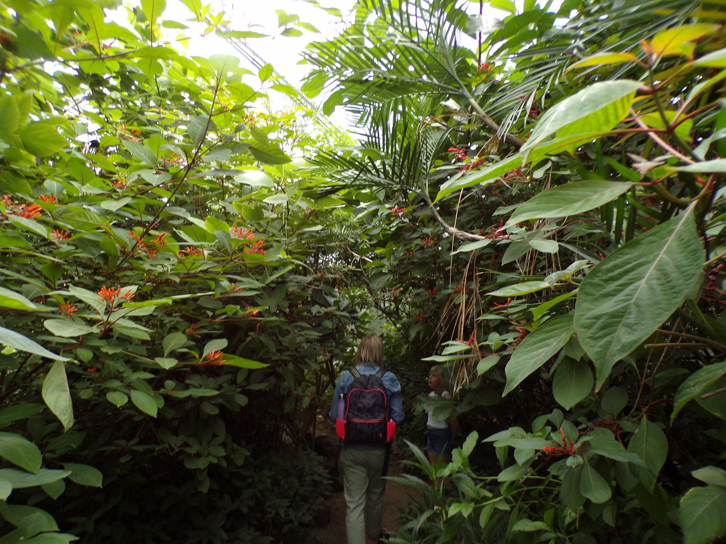 Foliage in the Mangrove 6.7.23
