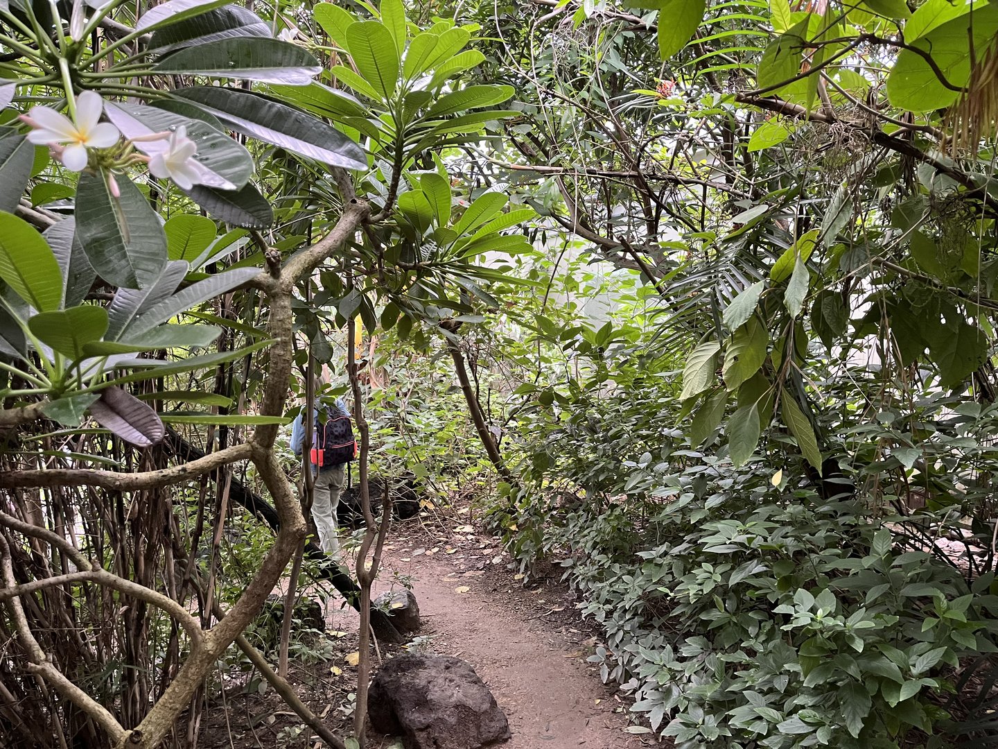 Foliage in the Mangrove 6.7.23