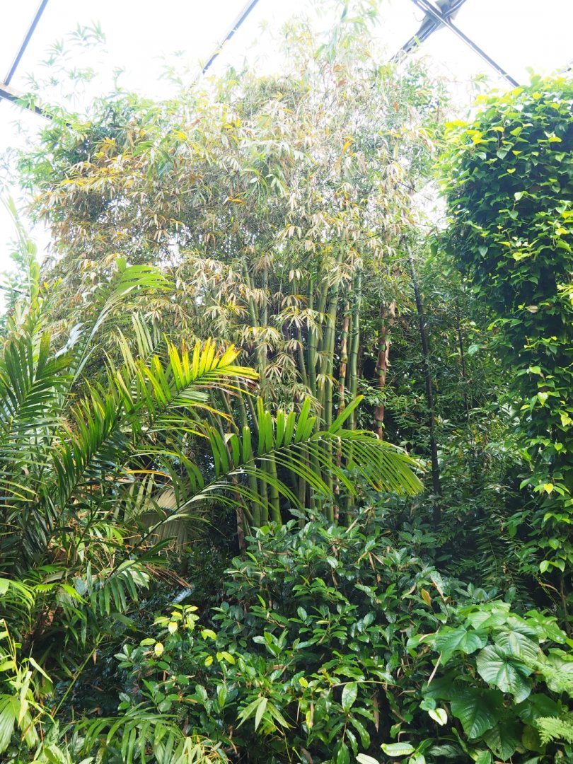 Foliage including giant bamboo (Sep 16th, 2018)