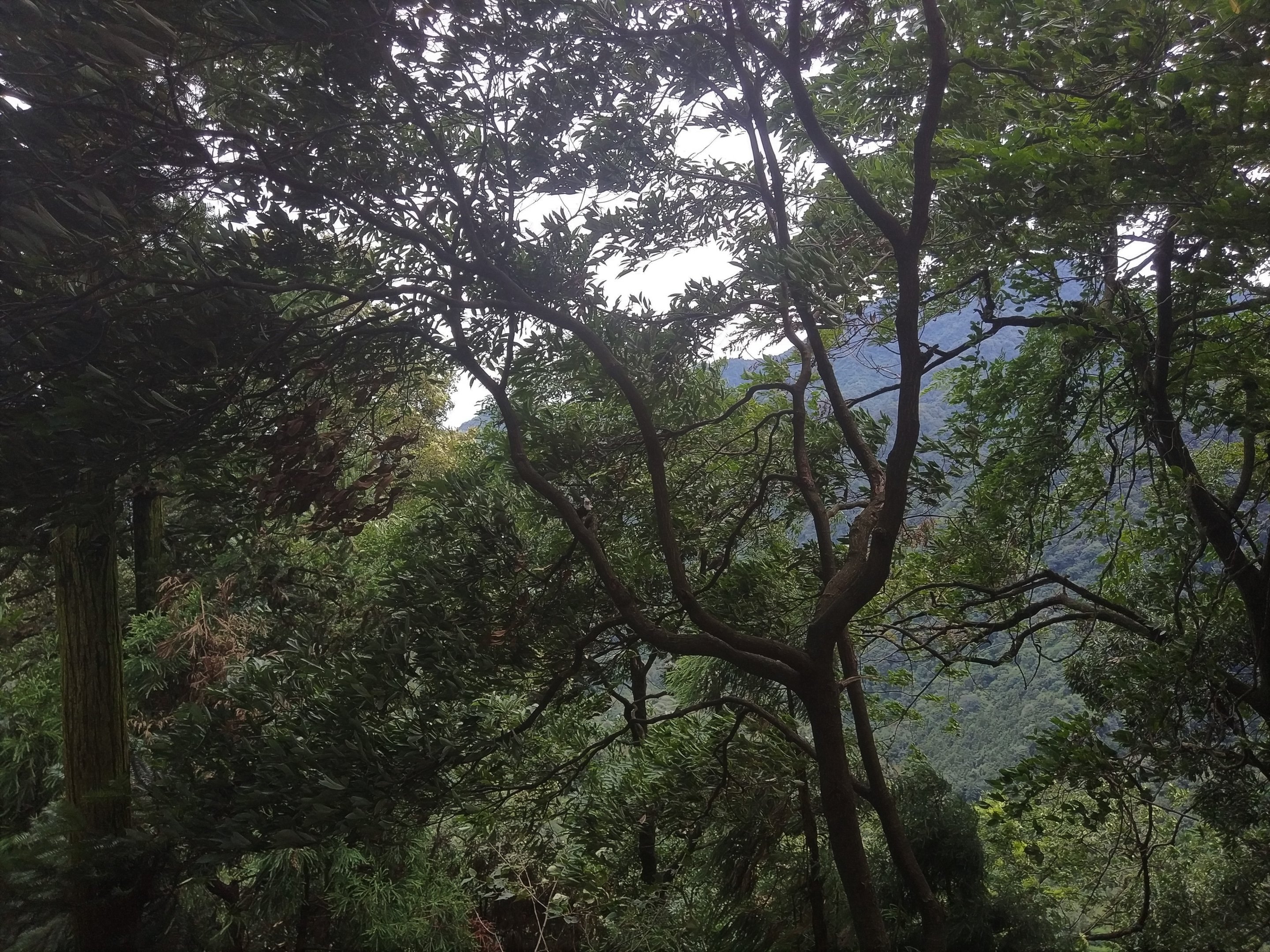 Foliage, Mount  Emei