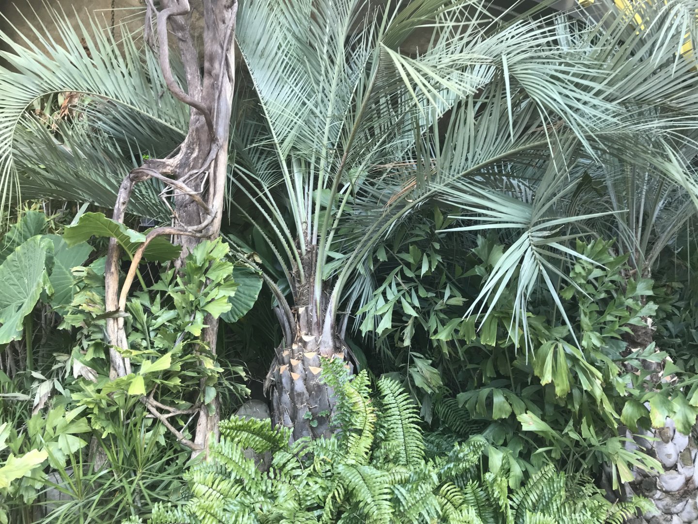 Foliage outside aquarium