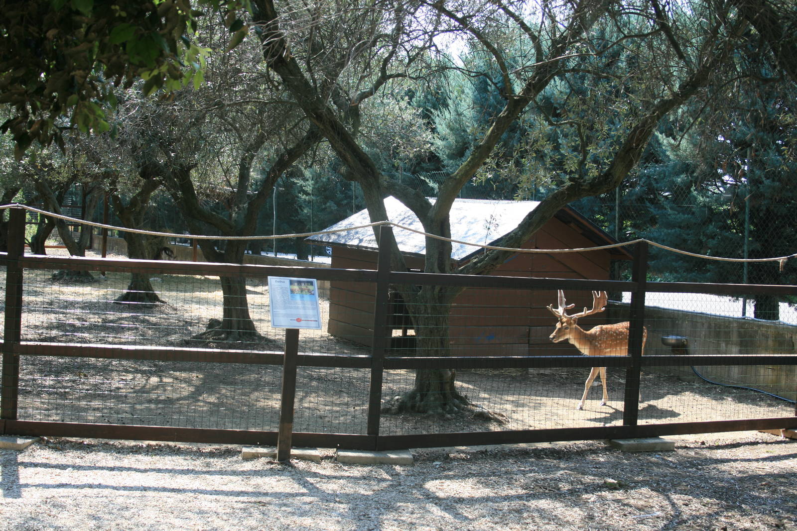 Follow deer enclosure in the European wood section