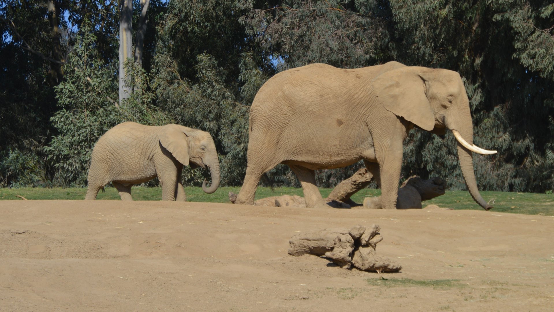 Follow the leader, Loxodonta africana style