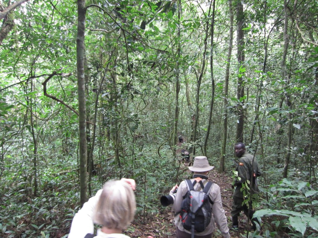 Following the chimps