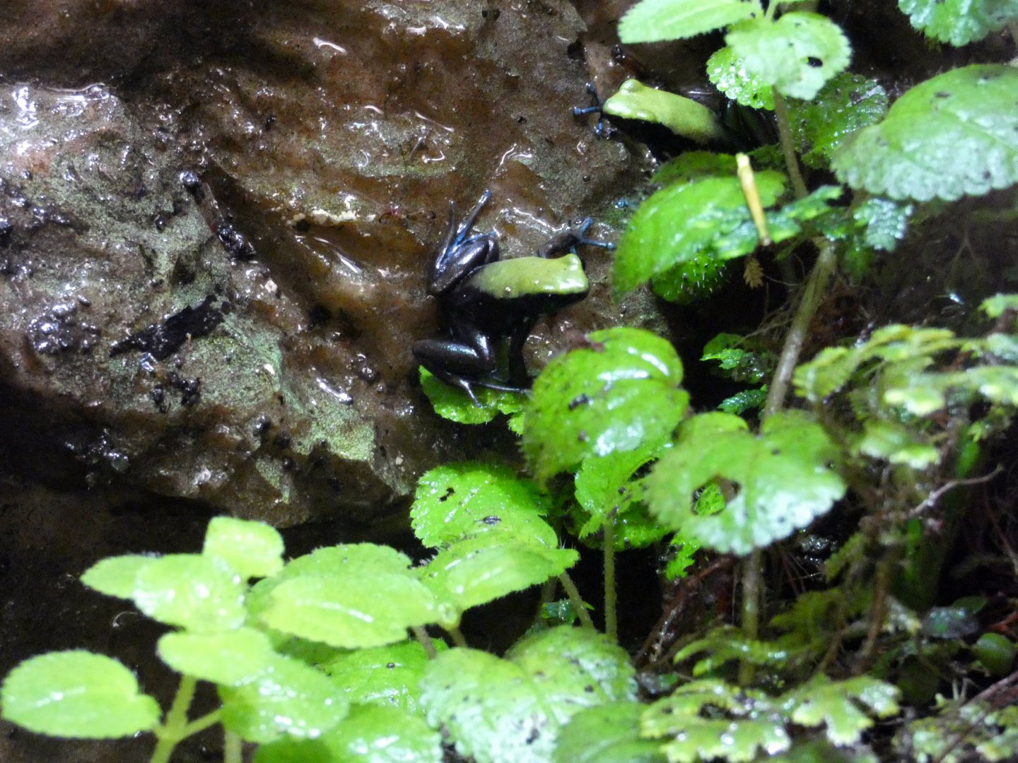 Folohy climbing mantella