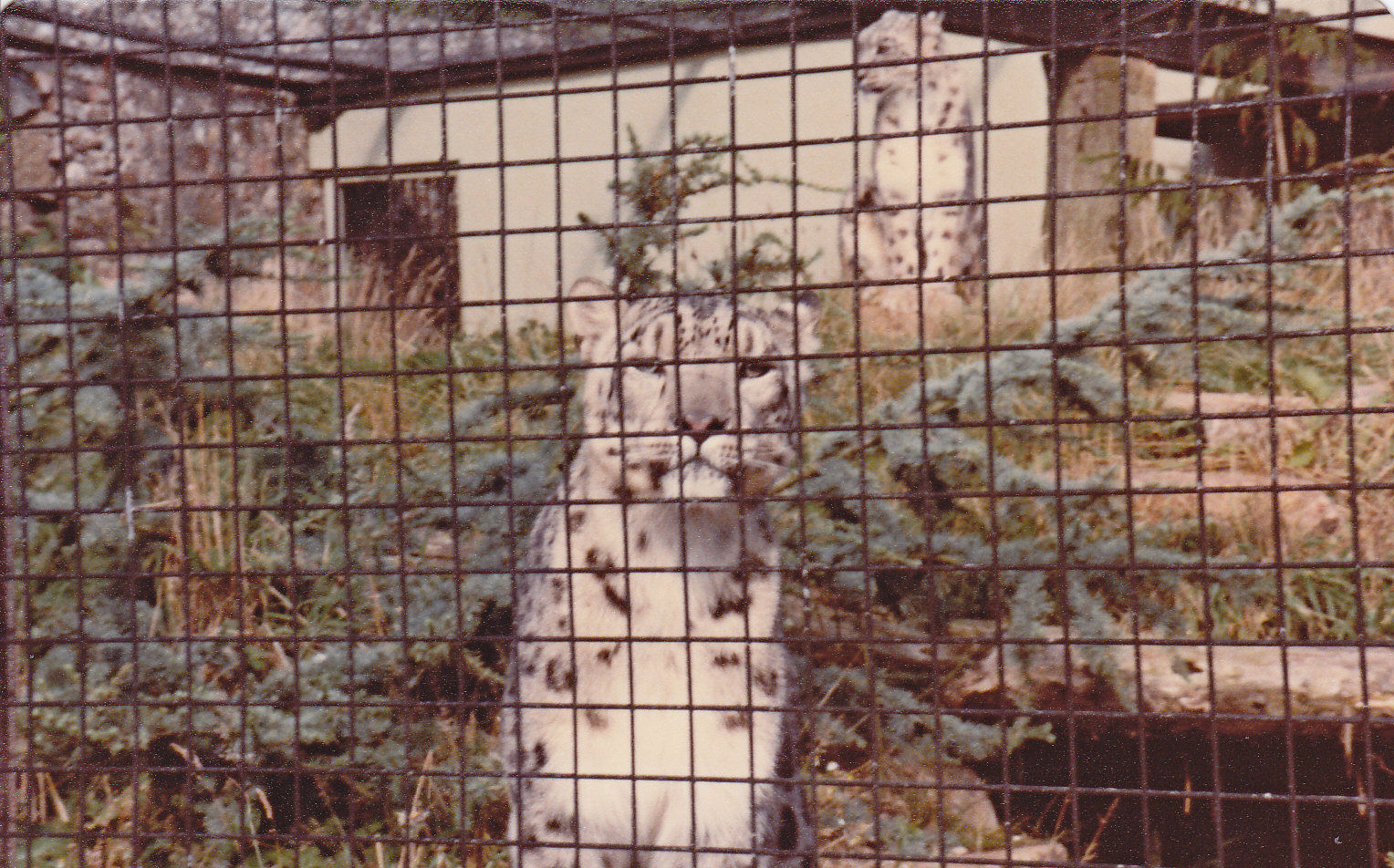 Fonga and Stasik, and their enclosure