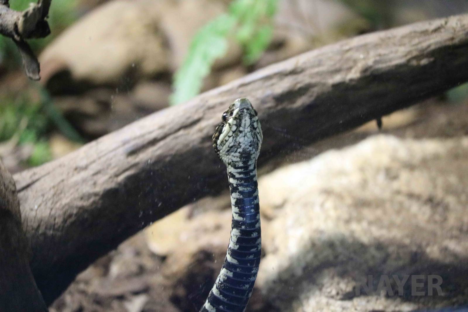 Fonseca's lancehead - Instituto Butantan, March 2016