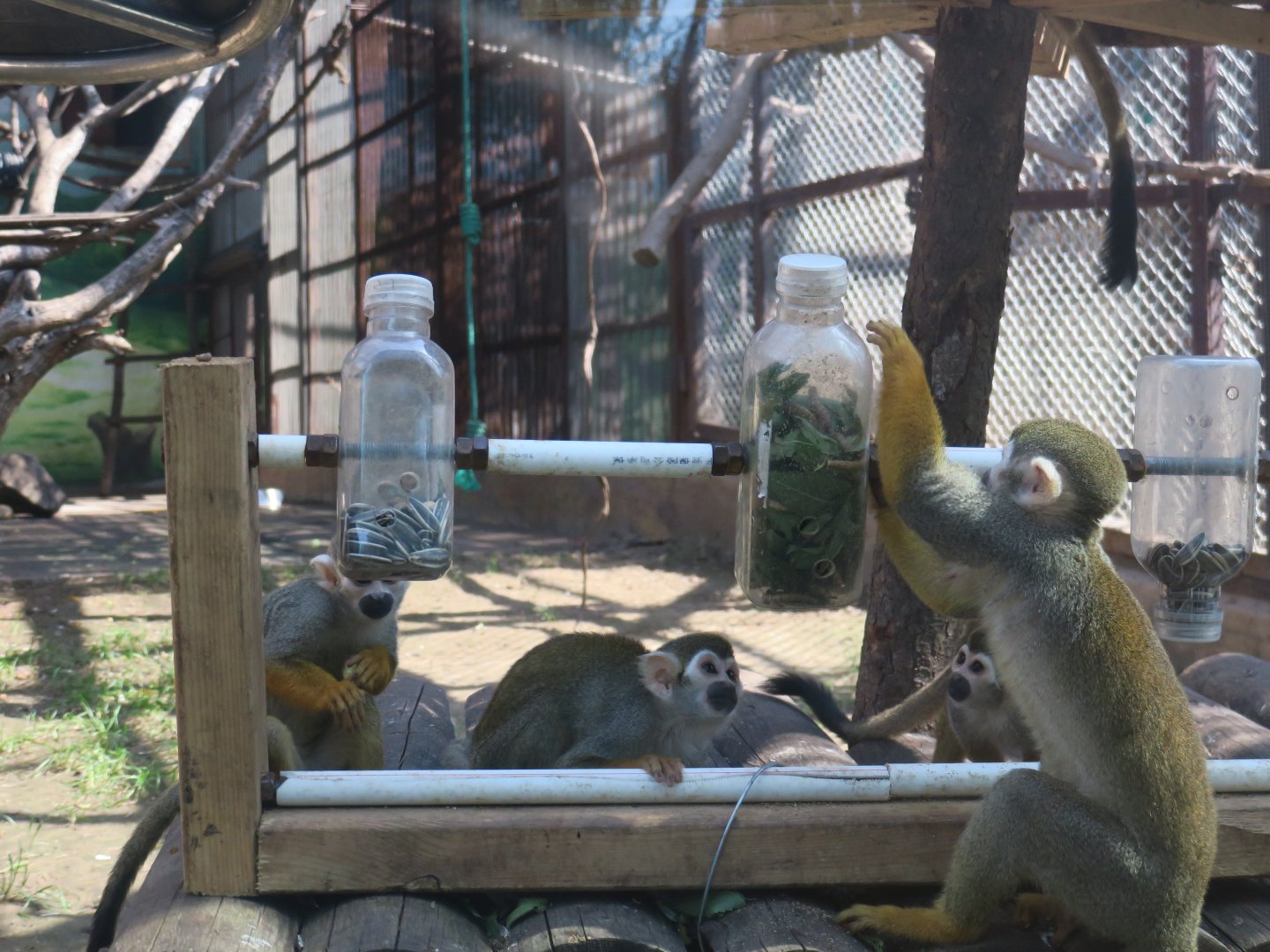 food enrichment for squirrel monkey