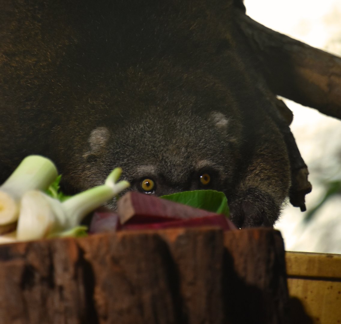 Food, glorious food... (Bear cuscus eying up his dinner)
