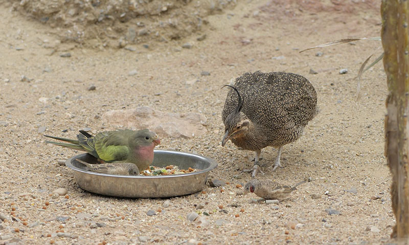 Food in the Desert House