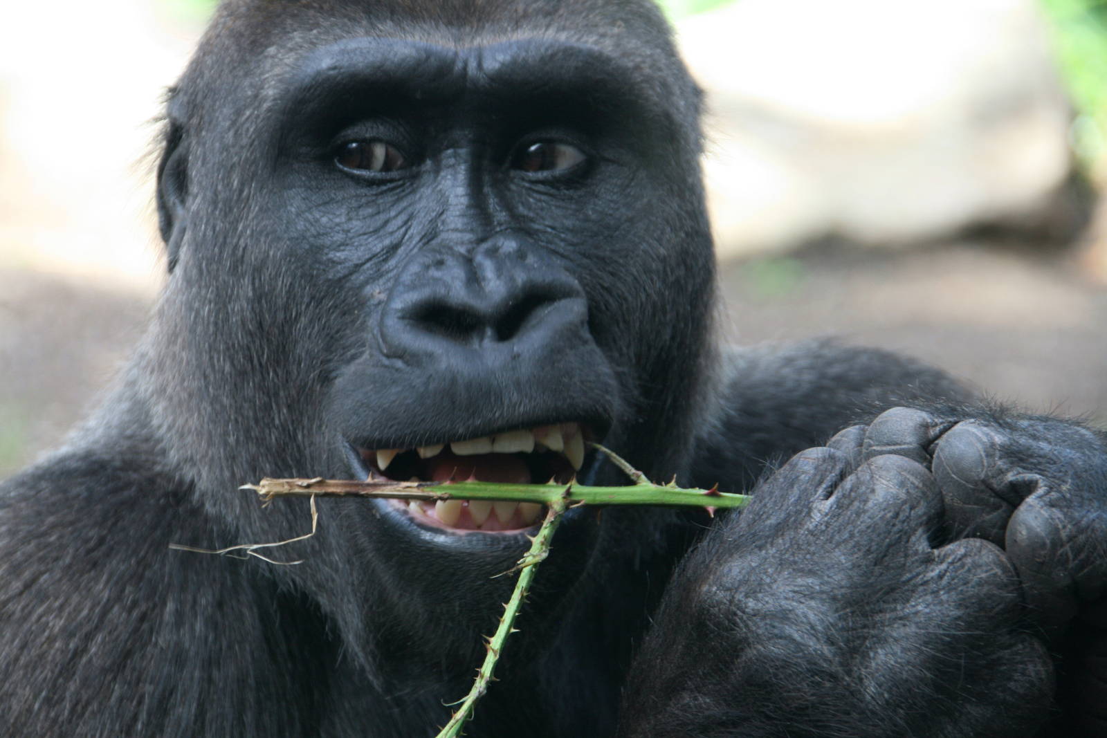 food that bites back