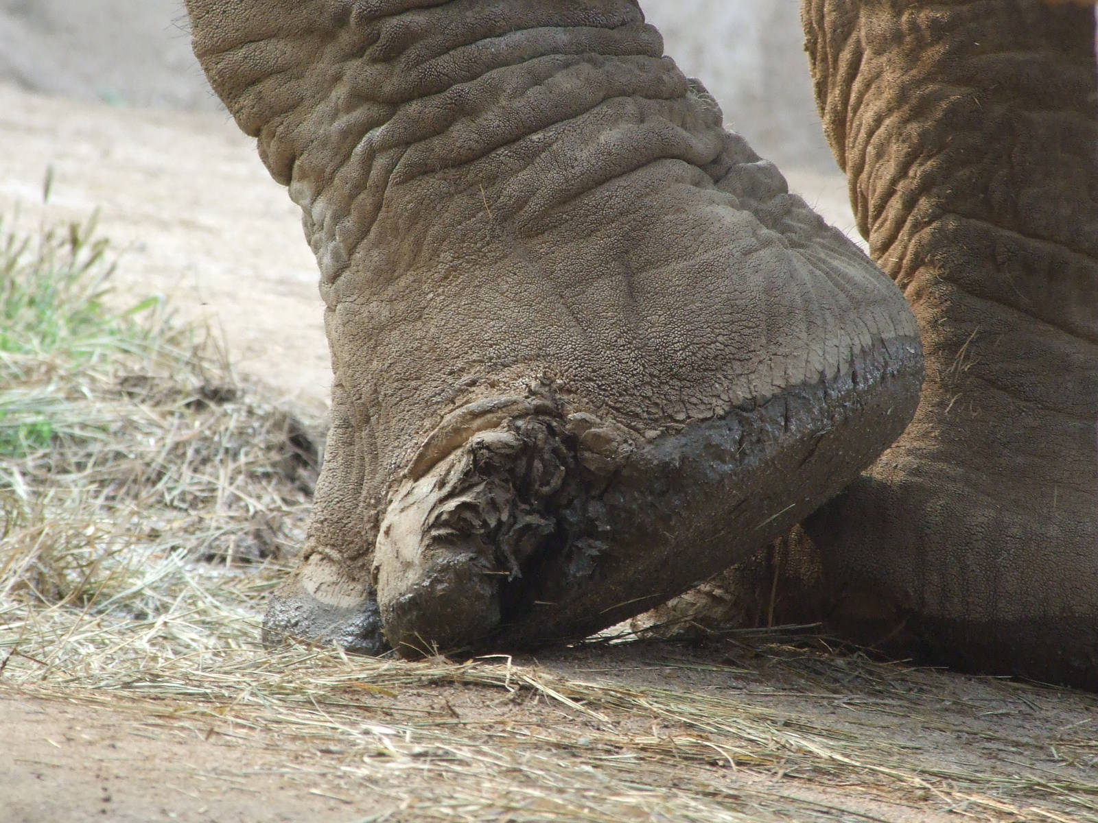 Foot disease of Asian elephant