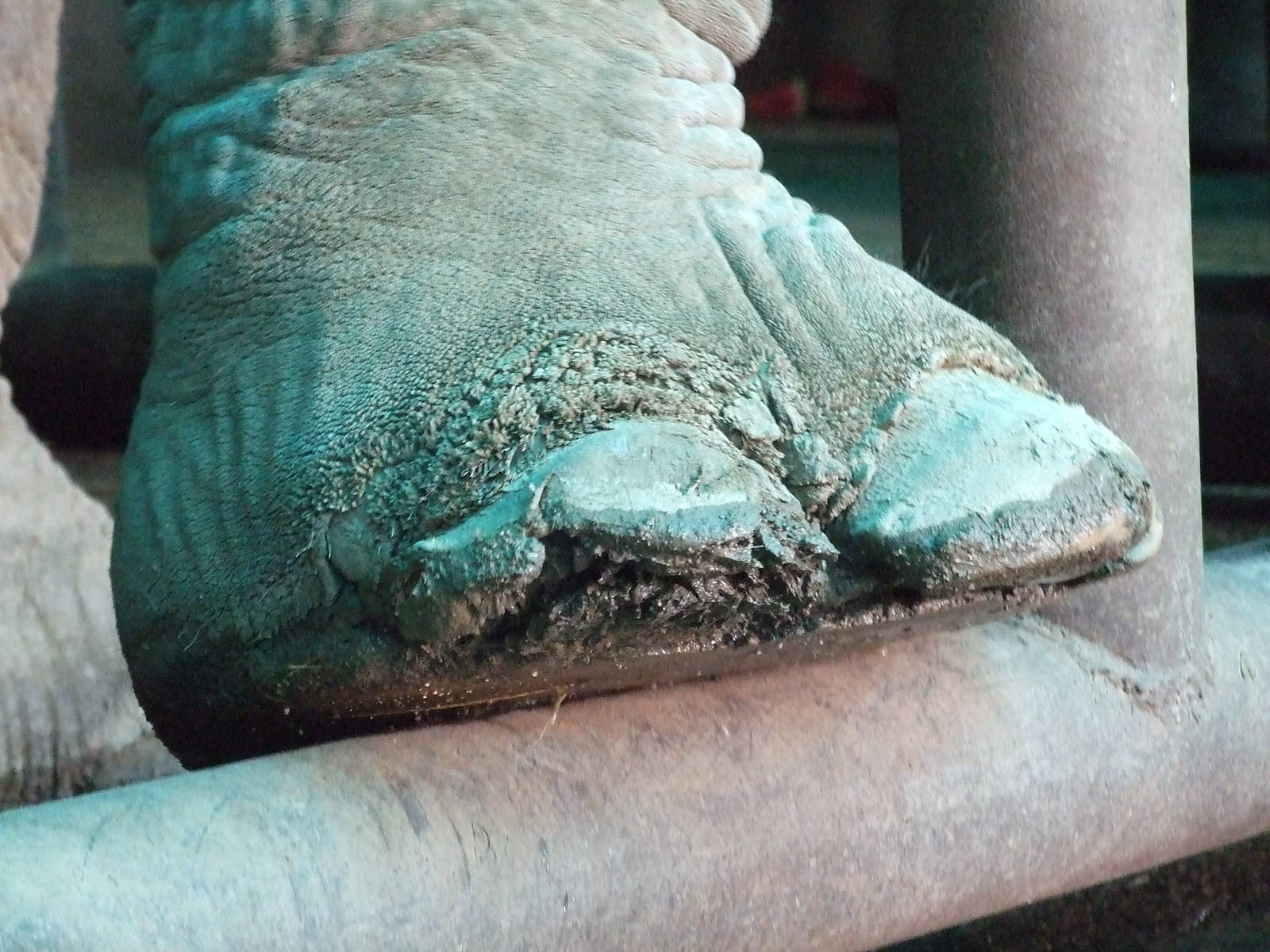 Foot disease of Asian elephant
