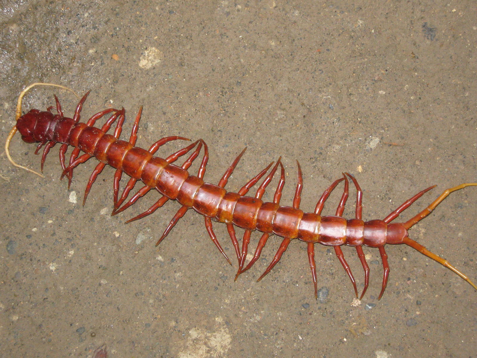 foot-long giant centipede