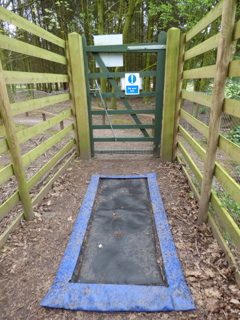 Foot Mat before Wallaby Walkthrough