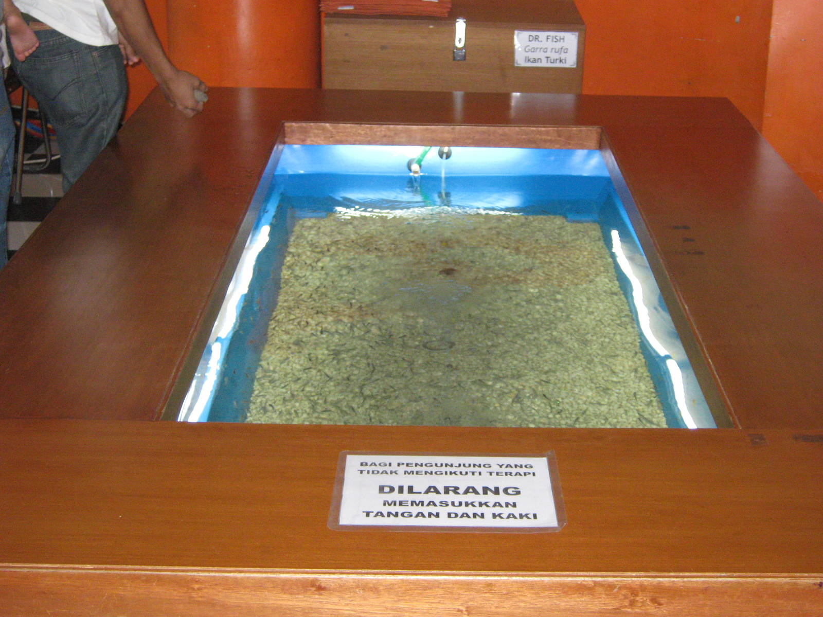 foot spa with live fish