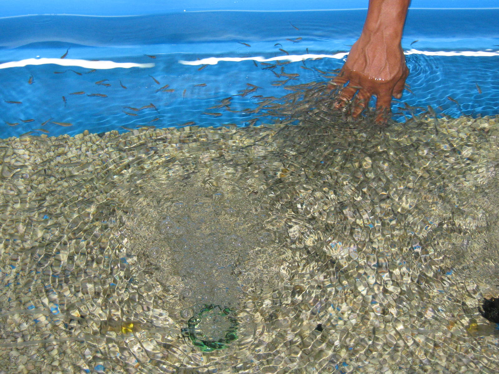 foot spa with live fish
