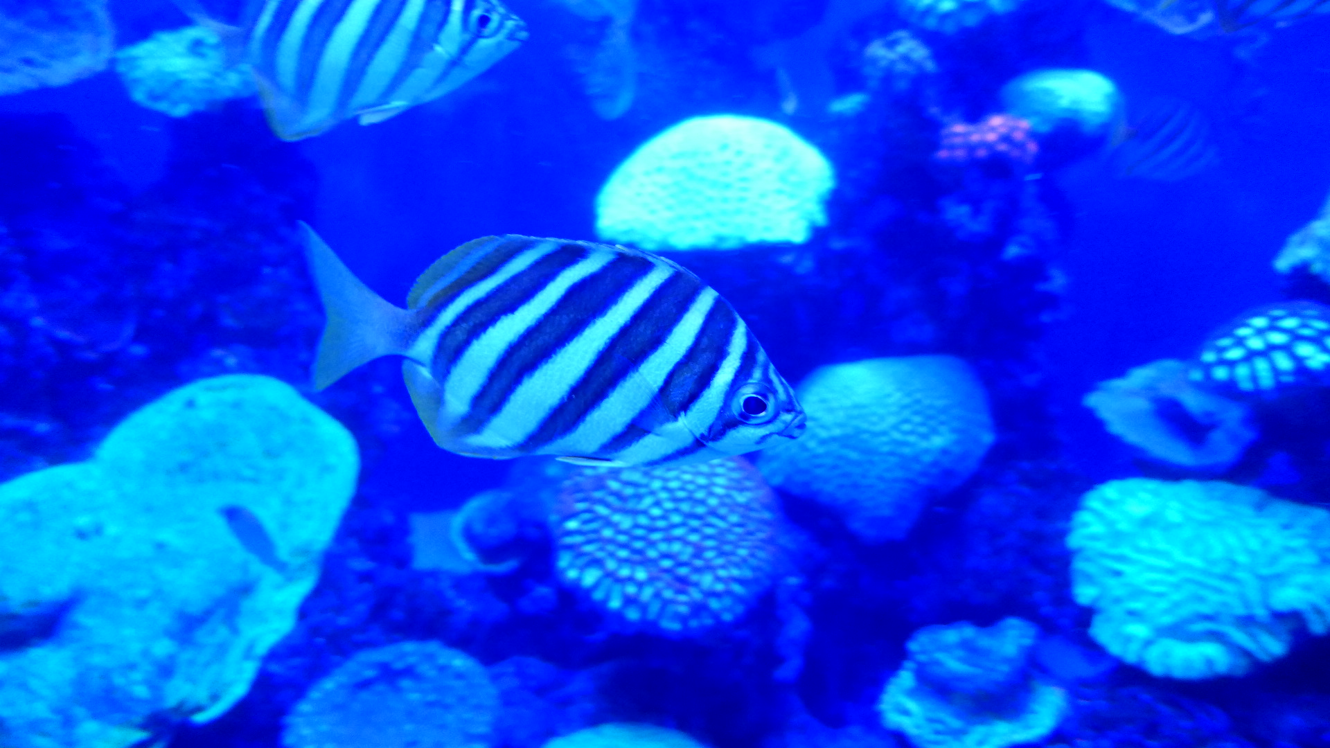 Footballer Sweep (Neatypus obliquus)