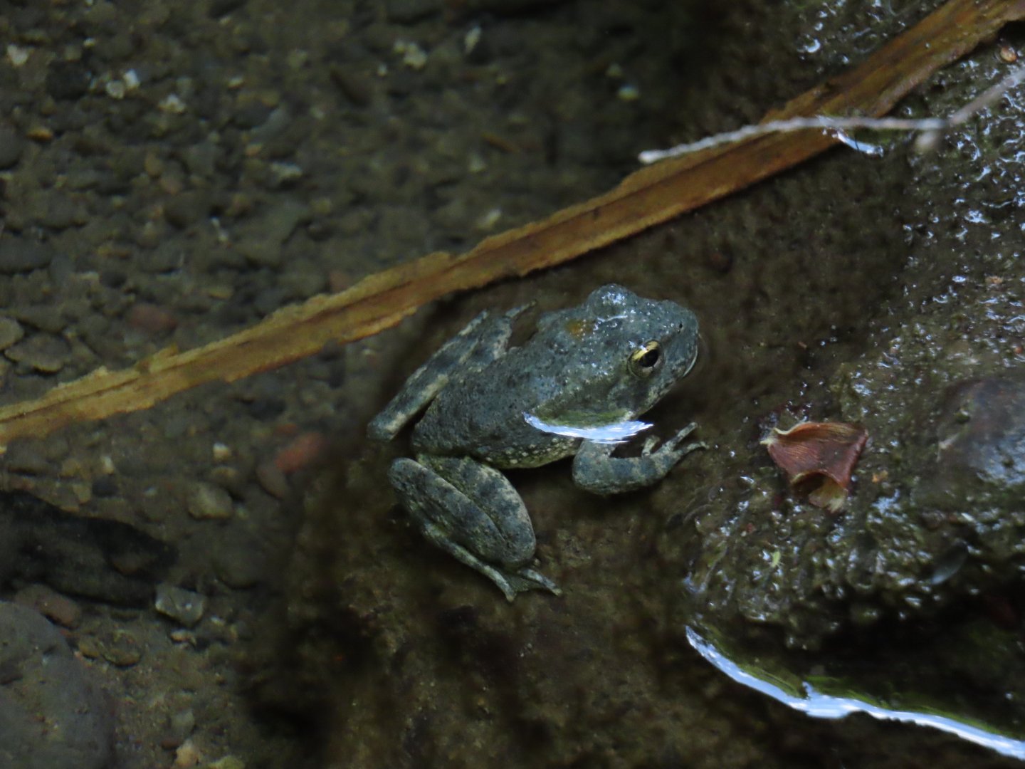 Foothill Yellow-legged Frog (Rana boylii)