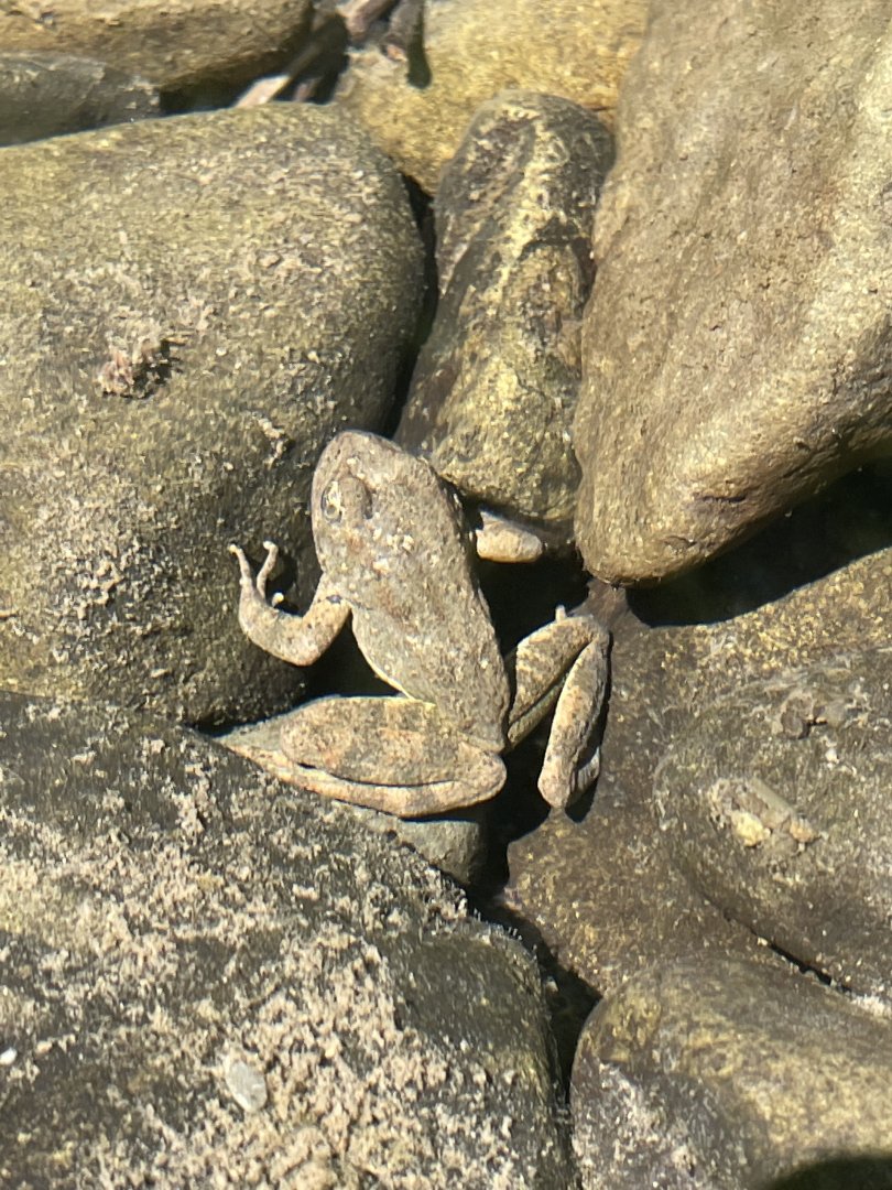 Foothill Yellow-legged Frog