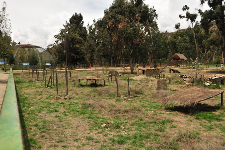 for Agutis (Dasyprocta variegata)