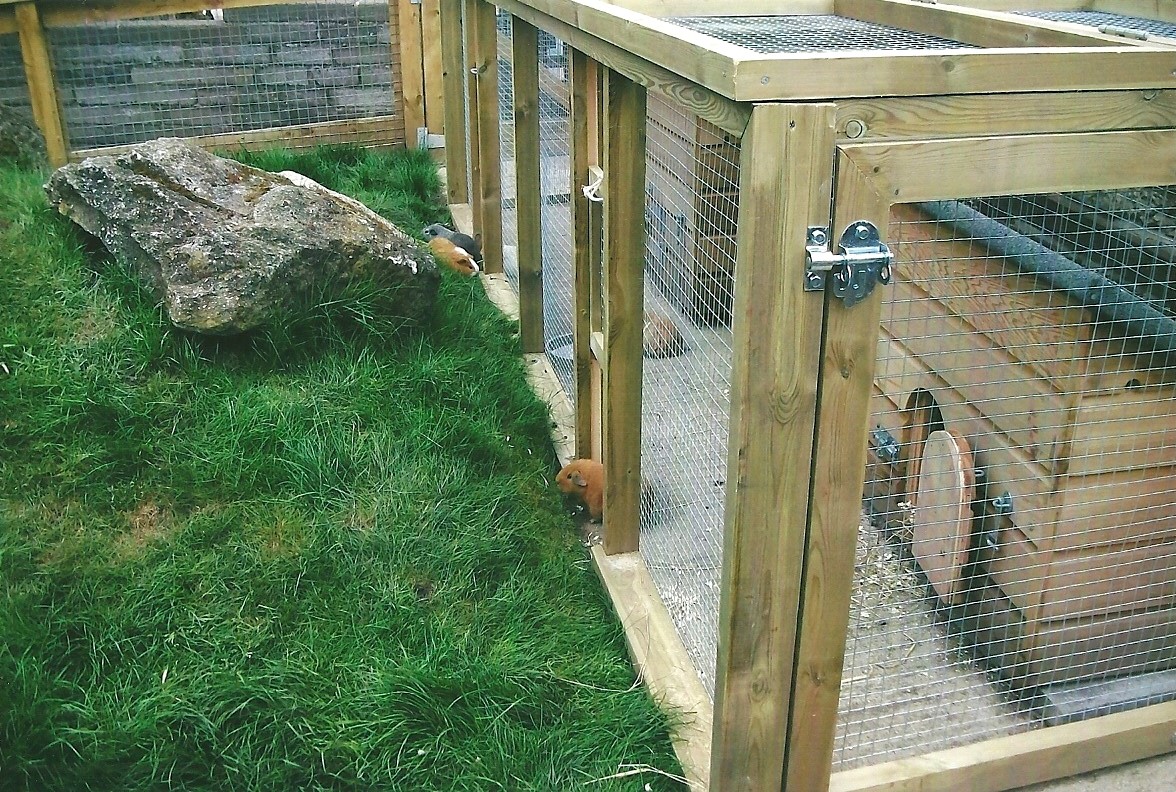 For Pertinax with love - Cavy Country 2013