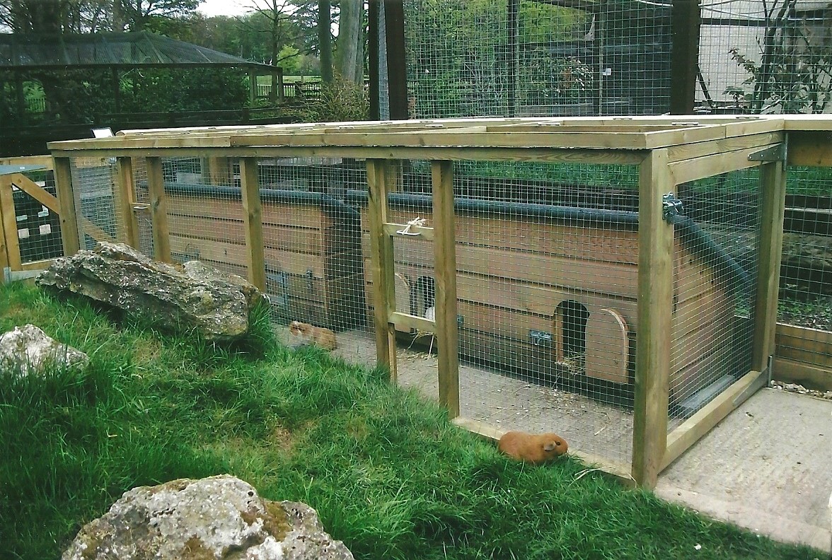 For Pertinax with love - Cavy Country 2013