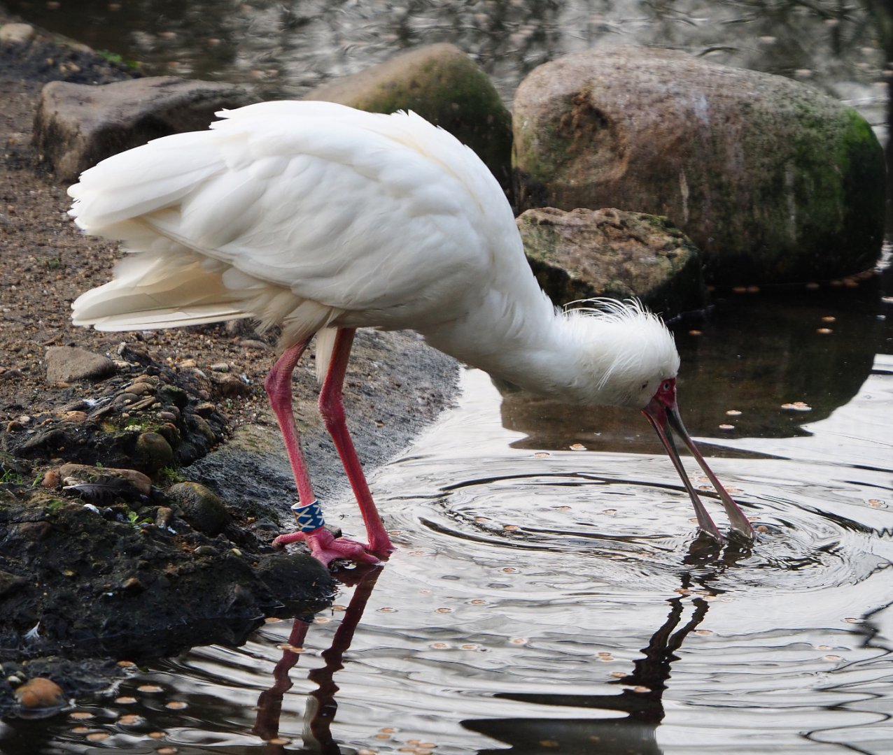 Foraging African spoonbill (Platalea alba), 2019-12-28